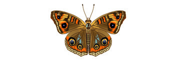 Bokkenoog (Junonia evarete)