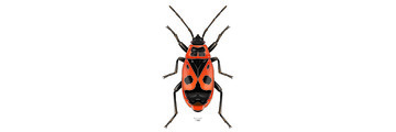 Vuurwants (Pyrrhocoris aptera)