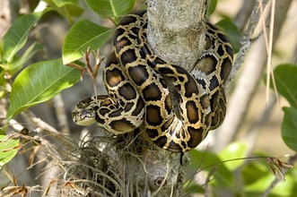 Burmese python