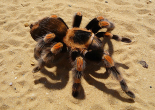 Roodknievogelspin (Brachypelma smithi)