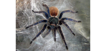 Cyaanblauwe vogelspin (Chromatopelma cyaneopubescens)