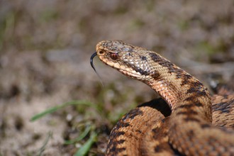 Adder (Vipera berus)