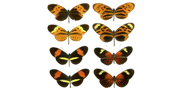 Heliconus vlinder