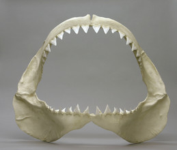 Tand van een witte haai
