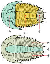 Trilobieten 2