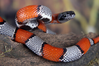 Koningsslang 2 (Lampropeltis alterna)