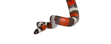 Koningsslang (Lampropeltis triangulum campbelli)