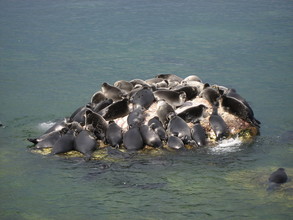 Baikalrobben