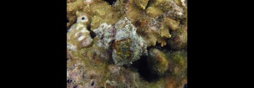 Coralliophila erosa 