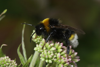 Grote koekoekshommel