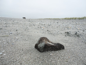 Bot op Maasvlakte