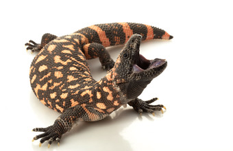 Gilamonster