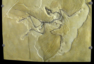 Archaeopteryx