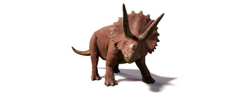 Triceratops