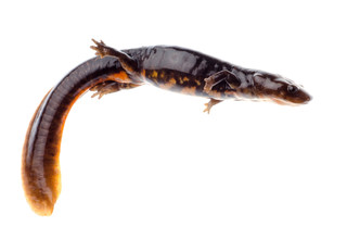 vuurbuiksalamander