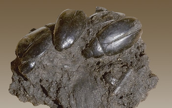 Fossiele waterkevers uit de Brea-teerputten van Los Angeles, Amerika. 