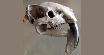 De schedel van Thylacosmilus atrox, een groot buideldier