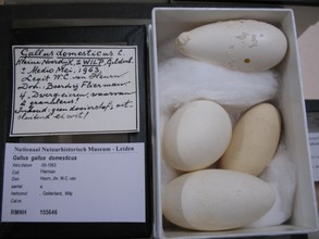 Collectie van Naturalis: Gallus gallus domesticus eieren