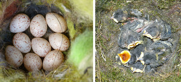 De eieren van de koolmees  (Parus major) en jonge koolmeesjes die wachten op voedsel 