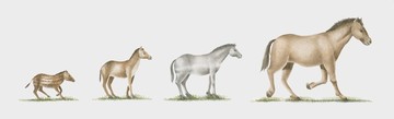 Evolutie van het paard