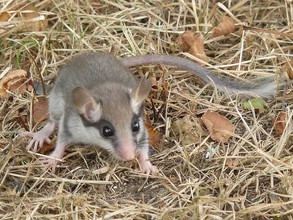 Een slaapmuis (Eliomys quercinus)