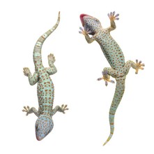 Gekko (Gekko gecko)