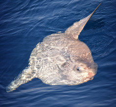 Typische houding van de maanvis, vlak onder het zeeoppervlak.