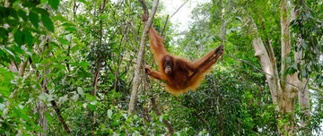 Orang-oetan hoog in de bomen.
