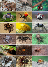 Er zijn meer dan 45000 soorten spinnen.