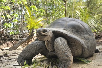 Aldabra reuzenschildpad 