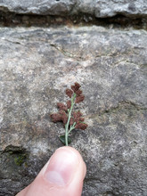 Sporen van muurvaren (Asplenium ruta-muraria)