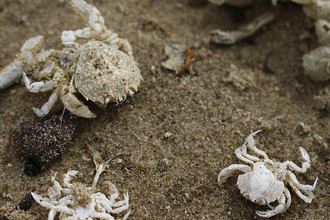 Krabbenvervellingen op het strand