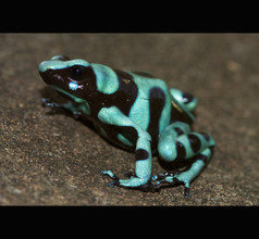 Gouden gifkikker, Dendrobates auratus