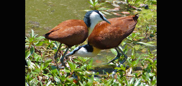 Actophilornis africanus mannetje en vrouwtje