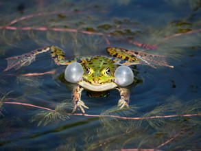 Een kwakende groene kikker. 