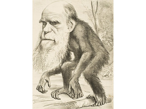 Spotprent van Charles Darwin 