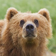 Bruine kodiak beer in Alaska