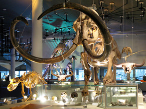 Mammoetskelet van Naturalis