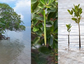 De ontwikkeling van de jonge mangrove begint aan de moederplant.