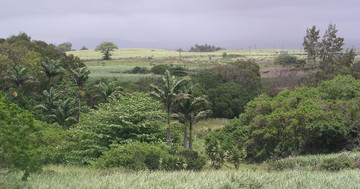 Het dodokerkhof op Mauritius.