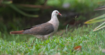 De dodo was familie van de Mauritiusduif.