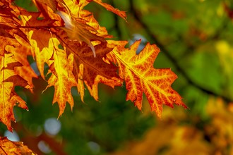 Herfstbladeren eik