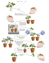 Infographic stappenplan aardbeien stekken