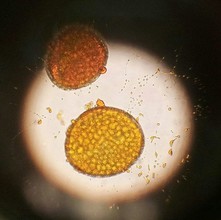 Stuifmeelkorrels/pollen onder de microscoop