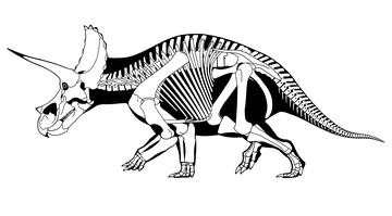 Skelet Triceratops