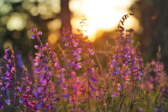 Bloemen zonsondergang