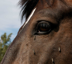 Dazen op het hoofd van een paard