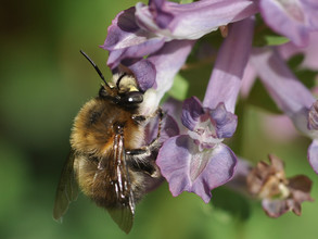 De gewone sachembij (Anthophora plumipes)