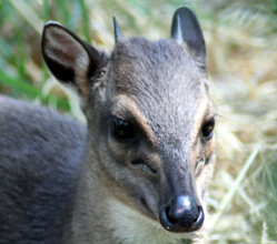 Korte hoorns, zoals van deze blauwe duiker, zijn heel geschikt om mee te steken.