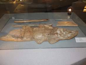 Fossiele coelacant van Naturalis